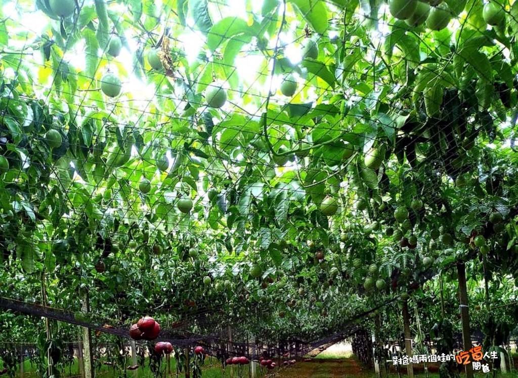 老杜百香果│宅配美食│來自南投埔里,給你淡淡的酸、濃濃的香甜滋味,可遇不可求的酸V酸V經典風味,就吃這一家！