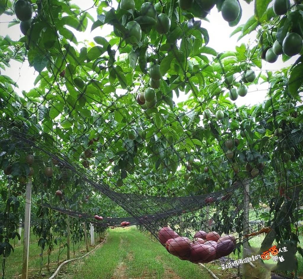 老杜百香果│宅配美食│來自南投埔里,給你淡淡的酸、濃濃的香甜滋味,可遇不可求的酸V酸V經典風味,就吃這一家！
