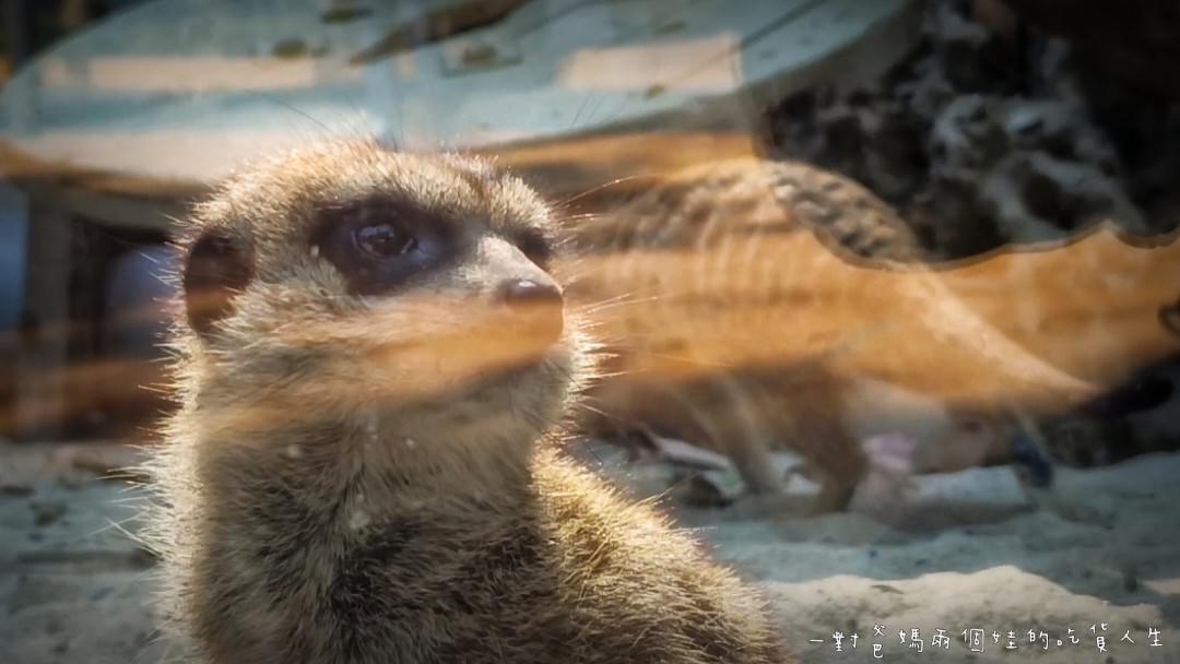 2022壽山動物園│高雄親子景點│重磅回歸!空中漫步長廊讓你俯瞰園區動物全景,專屬親子共樂空間,孩子放電、大人放鬆的最佳景點! - 第13張圖 2022壽山動物園│高雄親子景點│重磅回歸!空中漫步長廊讓你俯瞰園區動物全景,專屬親子共樂空間,孩子放電、大人放鬆的最佳景點!