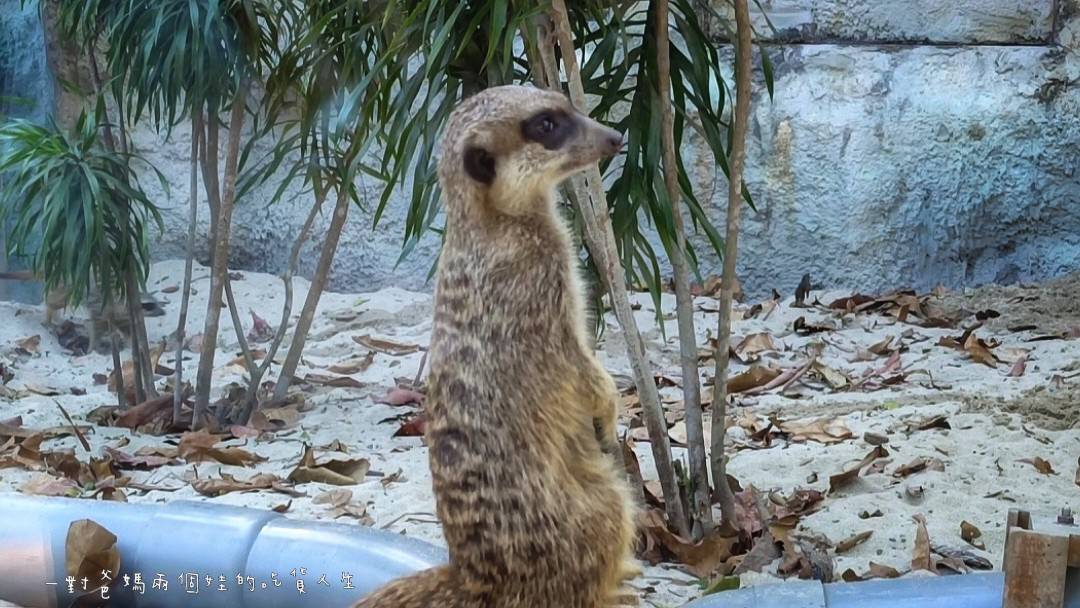 2022壽山動物園│高雄親子景點│重磅回歸!空中漫步長廊讓你俯瞰園區動物全景,專屬親子共樂空間,孩子放電、大人放鬆的最佳景點! - 第12張圖 2022壽山動物園│高雄親子景點│重磅回歸!空中漫步長廊讓你俯瞰園區動物全景,專屬親子共樂空間,孩子放電、大人放鬆的最佳景點!