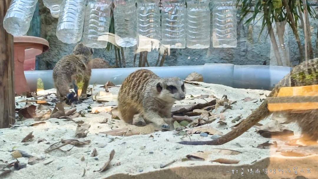 2022壽山動物園│高雄親子景點│重磅回歸!空中漫步長廊讓你俯瞰園區動物全景,專屬親子共樂空間,孩子放電、大人放鬆的最佳景點! - 第11張圖 2022壽山動物園│高雄親子景點│重磅回歸!空中漫步長廊讓你俯瞰園區動物全景,專屬親子共樂空間,孩子放電、大人放鬆的最佳景點!