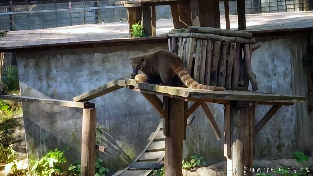 2022壽山動物園│高雄親子景點│重磅回歸!空中漫步長廊讓你俯瞰園區動物全景,專屬親子共樂空間,孩子放電、大人放鬆的最佳景點! - 第58張圖 2022壽山動物園│高雄親子景點│重磅回歸!空中漫步長廊讓你俯瞰園區動物全景,專屬親子共樂空間,孩子放電、大人放鬆的最佳景點!