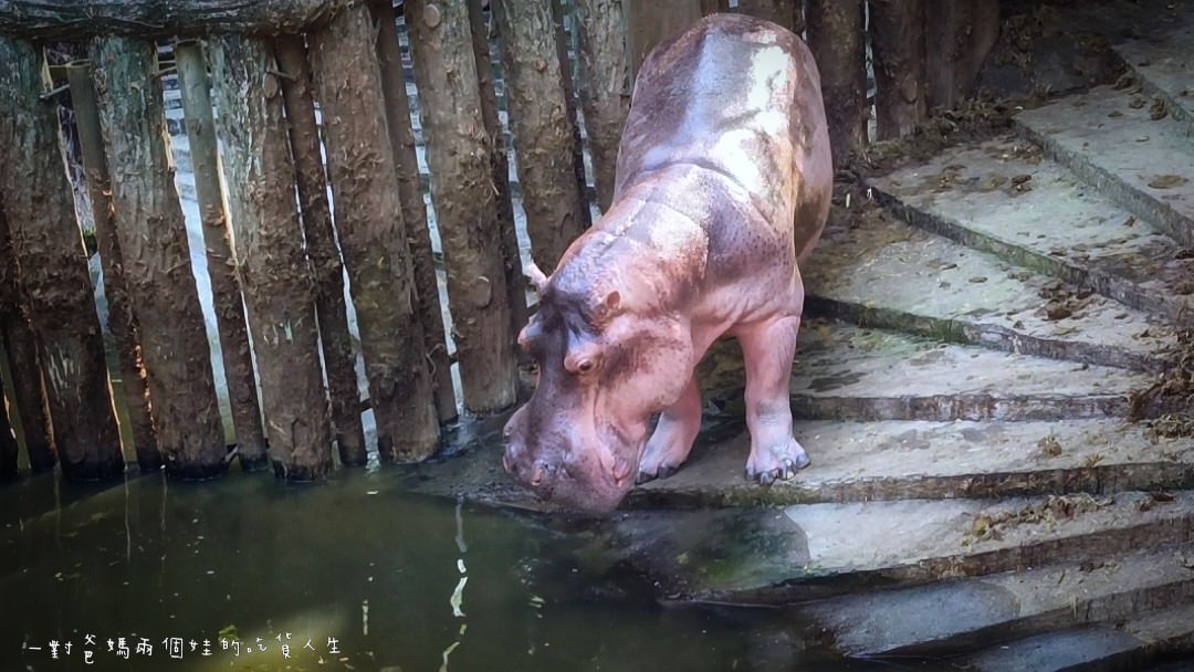 2022壽山動物園│高雄親子景點│重磅回歸!空中漫步長廊讓你俯瞰園區動物全景,專屬親子共樂空間,孩子放電、大人放鬆的最佳景點! - 第15張圖 2022壽山動物園│高雄親子景點│重磅回歸!空中漫步長廊讓你俯瞰園區動物全景,專屬親子共樂空間,孩子放電、大人放鬆的最佳景點!