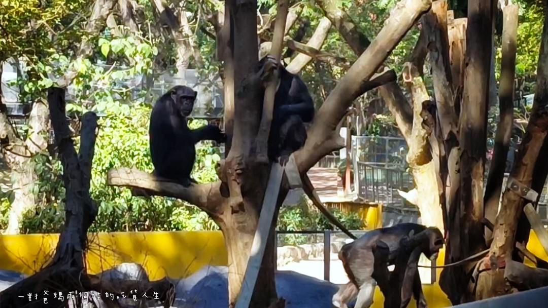 2022壽山動物園│高雄親子景點│重磅回歸!空中漫步長廊讓你俯瞰園區動物全景,專屬親子共樂空間,孩子放電、大人放鬆的最佳景點! - 第44張圖 2022壽山動物園│高雄親子景點│重磅回歸!空中漫步長廊讓你俯瞰園區動物全景,專屬親子共樂空間,孩子放電、大人放鬆的最佳景點!