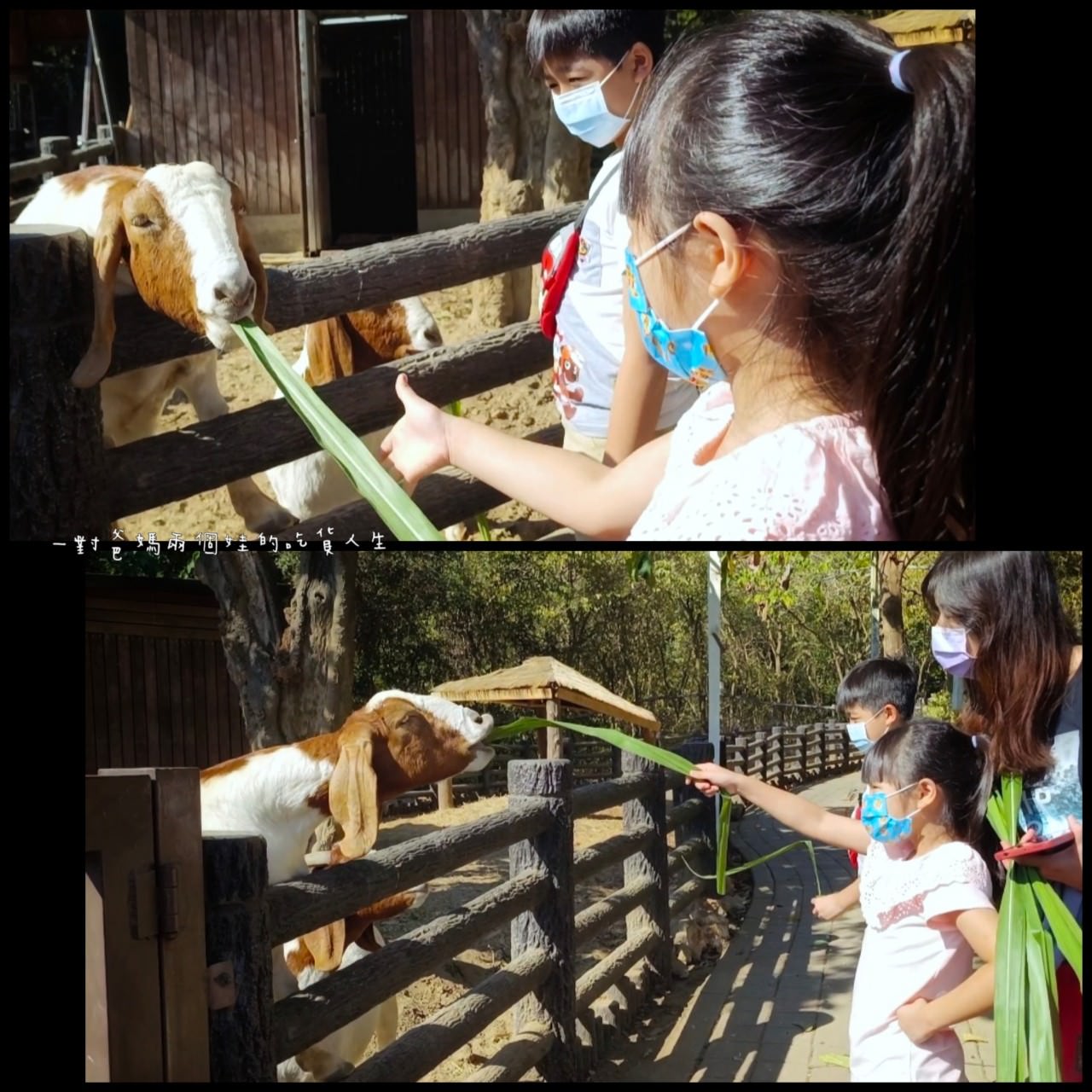 2022壽山動物園│高雄親子景點│重磅回歸!空中漫步長廊讓你俯瞰園區動物全景,專屬親子共樂空間,孩子放電、大人放鬆的最佳景點! - 第47張圖 2022壽山動物園│高雄親子景點│重磅回歸!空中漫步長廊讓你俯瞰園區動物全景,專屬親子共樂空間,孩子放電、大人放鬆的最佳景點!