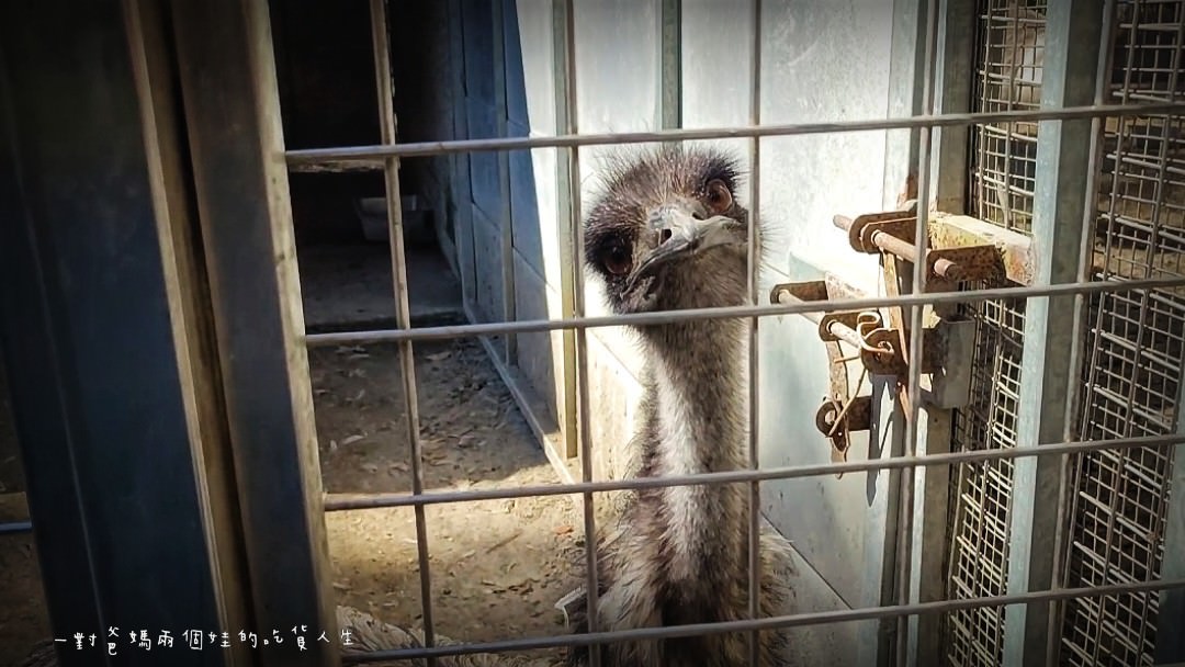 2022壽山動物園│高雄親子景點│重磅回歸!空中漫步長廊讓你俯瞰園區動物全景,專屬親子共樂空間,孩子放電、大人放鬆的最佳景點! - 第59張圖 2022壽山動物園│高雄親子景點│重磅回歸!空中漫步長廊讓你俯瞰園區動物全景,專屬親子共樂空間,孩子放電、大人放鬆的最佳景點!