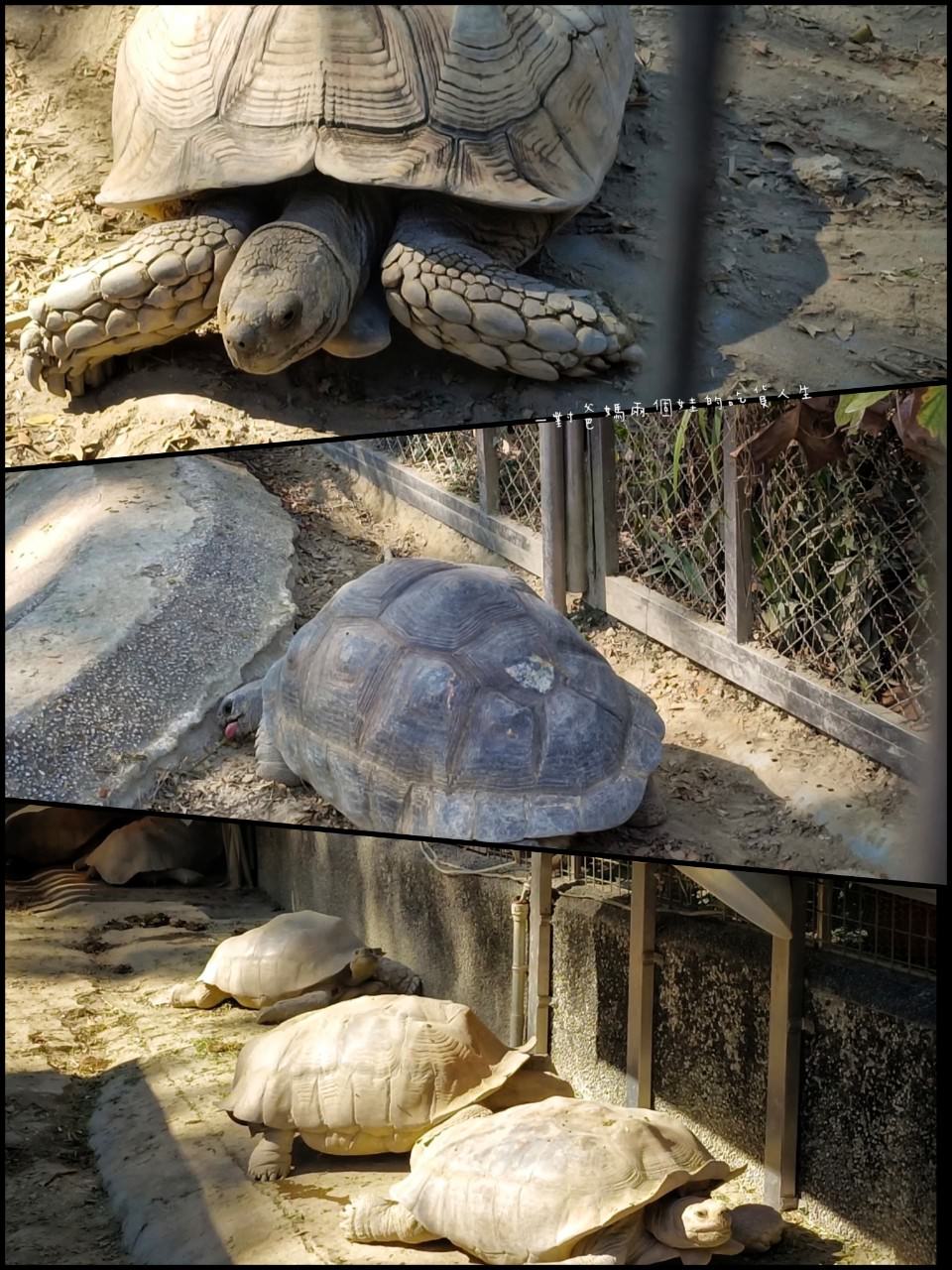 2022壽山動物園│高雄親子景點│重磅回歸!空中漫步長廊讓你俯瞰園區動物全景,專屬親子共樂空間,孩子放電、大人放鬆的最佳景點! - 第21張圖 2022壽山動物園│高雄親子景點│重磅回歸!空中漫步長廊讓你俯瞰園區動物全景,專屬親子共樂空間,孩子放電、大人放鬆的最佳景點!