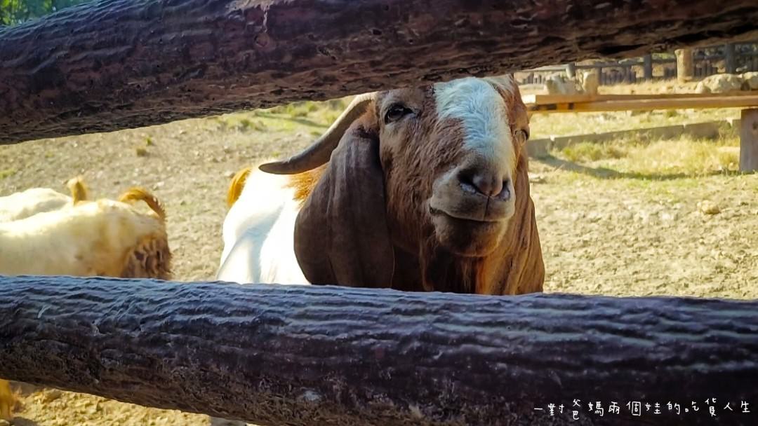 2022壽山動物園│高雄親子景點│重磅回歸!空中漫步長廊讓你俯瞰園區動物全景,專屬親子共樂空間,孩子放電、大人放鬆的最佳景點! - 第60張圖 2022壽山動物園│高雄親子景點│重磅回歸!空中漫步長廊讓你俯瞰園區動物全景,專屬親子共樂空間,孩子放電、大人放鬆的最佳景點!