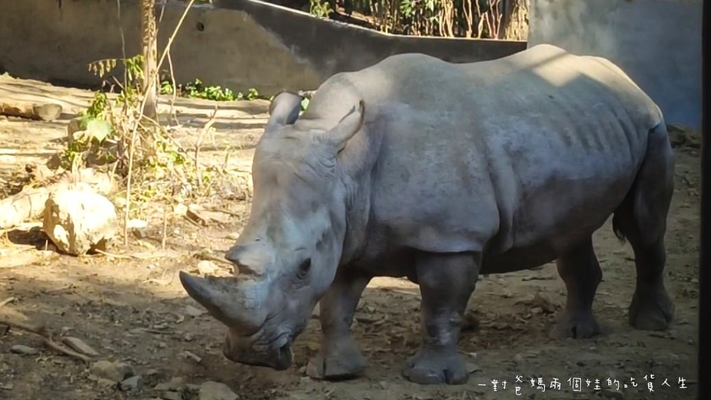 2022壽山動物園│高雄親子景點│重磅回歸!空中漫步長廊讓你俯瞰園區動物全景,專屬親子共樂空間,孩子放電、大人放鬆的最佳景點! - 第16張圖 2022壽山動物園│高雄親子景點│重磅回歸!空中漫步長廊讓你俯瞰園區動物全景,專屬親子共樂空間,孩子放電、大人放鬆的最佳景點!