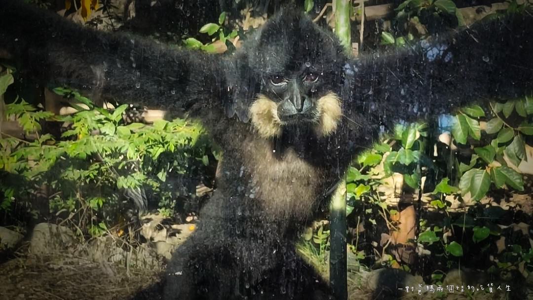 2022壽山動物園│高雄親子景點│重磅回歸!空中漫步長廊讓你俯瞰園區動物全景,專屬親子共樂空間,孩子放電、大人放鬆的最佳景點! - 第57張圖 2022壽山動物園│高雄親子景點│重磅回歸!空中漫步長廊讓你俯瞰園區動物全景,專屬親子共樂空間,孩子放電、大人放鬆的最佳景點!