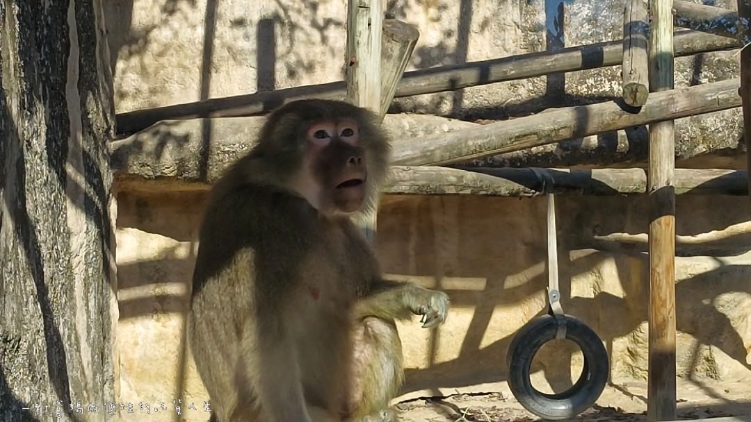 2022壽山動物園│高雄親子景點│重磅回歸!空中漫步長廊讓你俯瞰園區動物全景,專屬親子共樂空間,孩子放電、大人放鬆的最佳景點! - 第55張圖 2022壽山動物園│高雄親子景點│重磅回歸!空中漫步長廊讓你俯瞰園區動物全景,專屬親子共樂空間,孩子放電、大人放鬆的最佳景點!