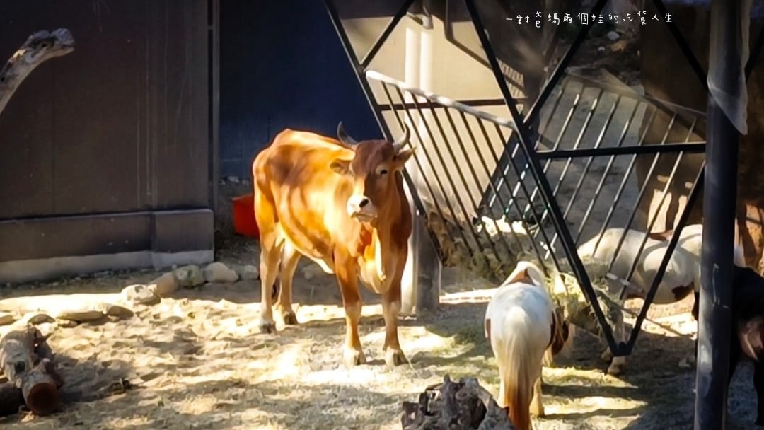 2022壽山動物園│高雄親子景點│重磅回歸!空中漫步長廊讓你俯瞰園區動物全景,專屬親子共樂空間,孩子放電、大人放鬆的最佳景點! - 第19張圖 2022壽山動物園│高雄親子景點│重磅回歸!空中漫步長廊讓你俯瞰園區動物全景,專屬親子共樂空間,孩子放電、大人放鬆的最佳景點!