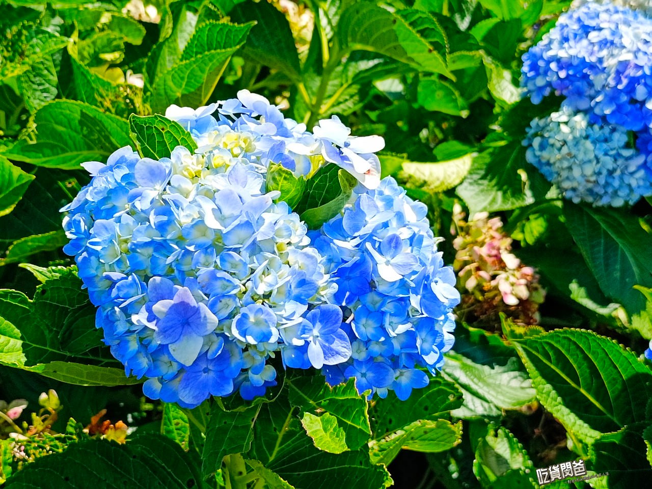 台東太麻里金針花海。隱藏版祕境,滿山遍野金針花、繡球花,綻開於雲海山岳纏繞的高海拔忘憂谷、雙乳峰之上! - 第23張圖 台東太麻里金針花海。隱藏版祕境,滿山遍野金針花、繡球花,綻開於雲海山岳纏繞的高海拔忘憂谷、雙乳峰之上!