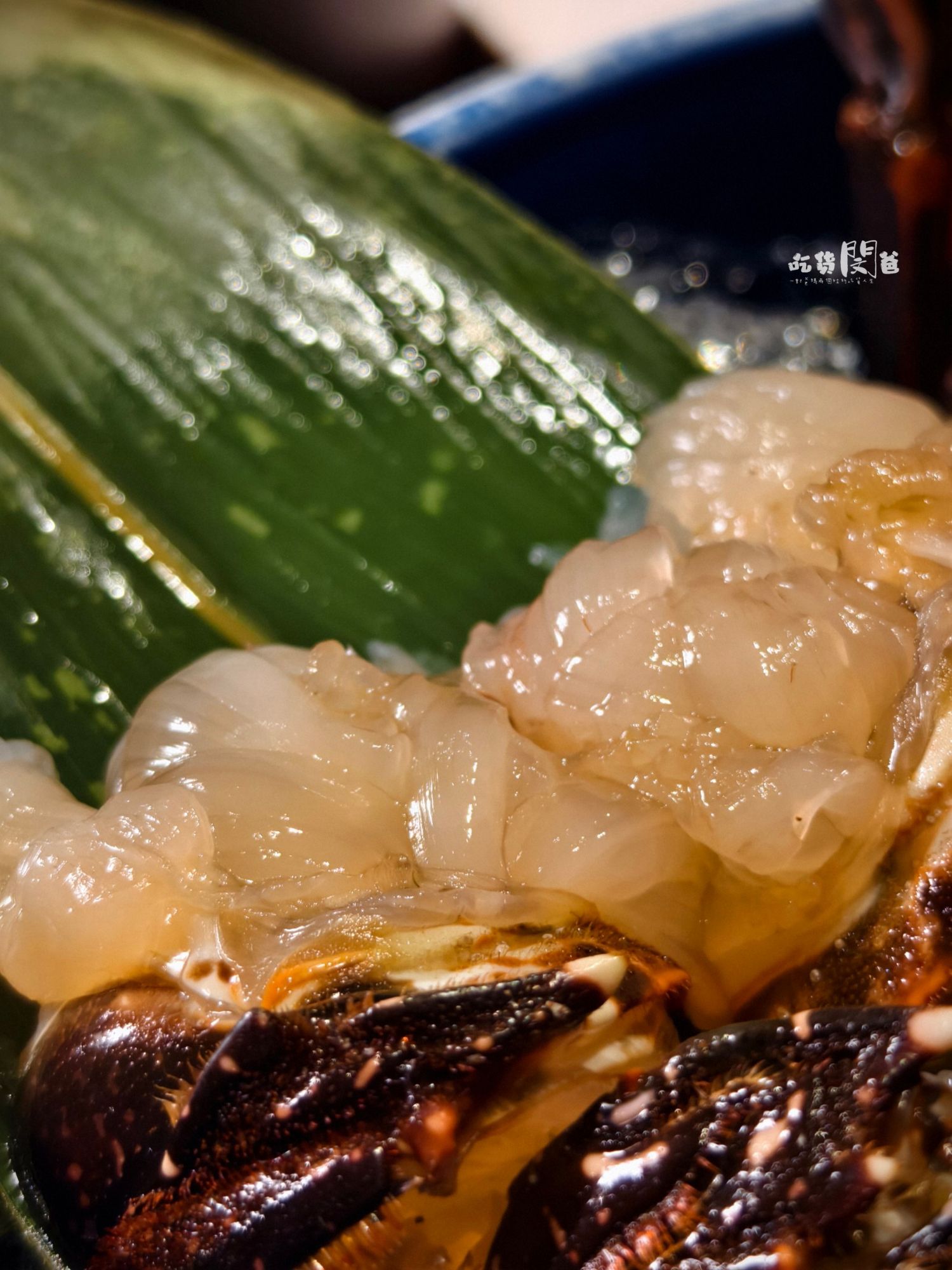 仲板前鍋物│高雄前金│一鍋入魂！巷弄隱藏版！超狂雜炊龍蝦鍋、午間限定甜甜價鍋物，一吃愛上！