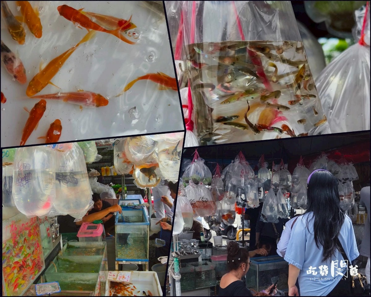 高雄鳳山|國泰花市隱藏版美食一次吃齊!霸氣蚵仔煎、麻辣關東煮、50元玉米,紅茶冰爽爽吃! - 第53張圖 高雄鳳山|國泰花市隱藏版美食一次吃齊!霸氣蚵仔煎、麻辣關東煮、50元玉米,紅茶冰爽爽吃!